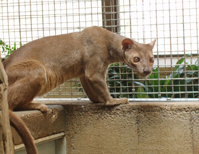 Fossa