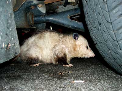 Opossum