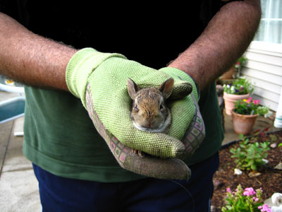 Baby Rabbit